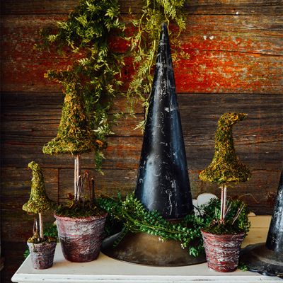 Potted Mossy Witch Hat Topiary