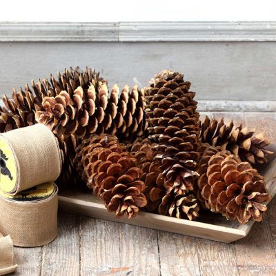 Oversized Natural Sugar Pinecone