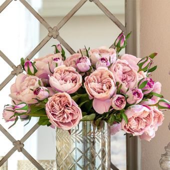 Blush Garden Rose Bundle