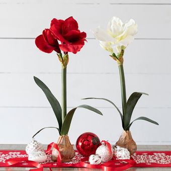 Faux Bulb Potted Star Amaryllis Set of 2