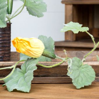 Squash Vine Stem
