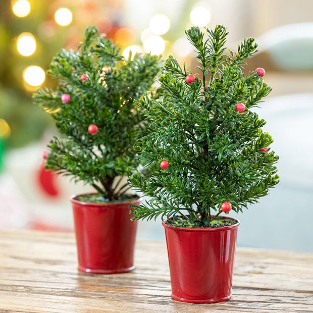 Bucket Potted Festive Mini Spruce Tree Set of 2