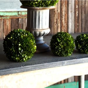 Large Preserved Boxwood Ball