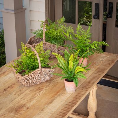 Assorted Artificial Fern Collection Set of 4
