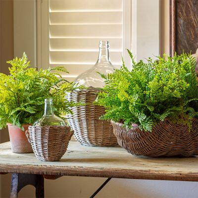 Assorted Potted Fern Plants Set of 4
