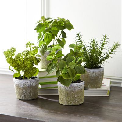 Assorted Potted Herb Set of 4