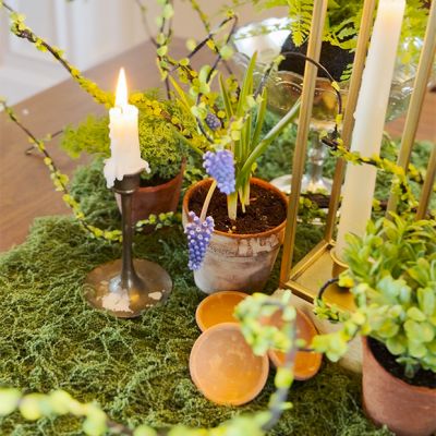 Assorted Potted Herbs Set of 3