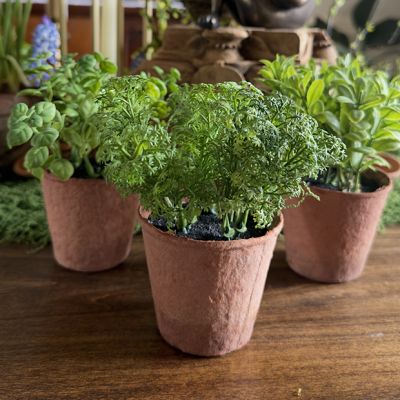Assorted Potted Herbs Set of 3