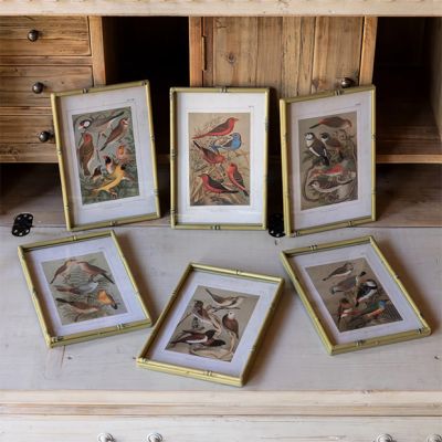 Bamboo Framed Song Bird Prints Set of 6