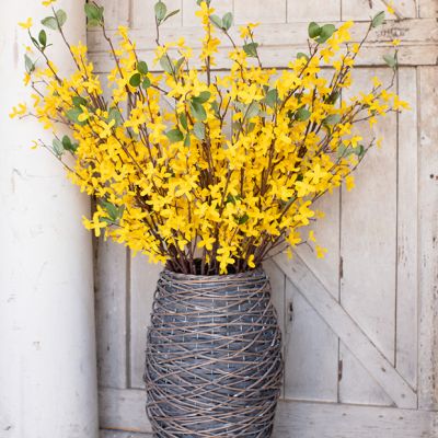 Beautiful Forsythia Stem