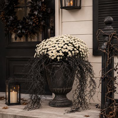 Black Spanish Moss Bunch
