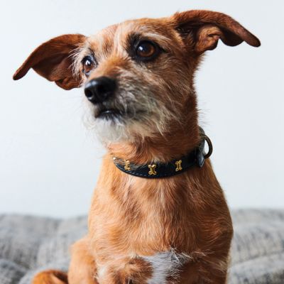 Bone Accented Leather Dog Collar Set of 6