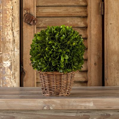 Boxwood Ball In Willow Basket Arrangement