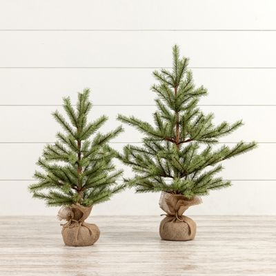 Burlap Wrapped Timberland Pine Tree