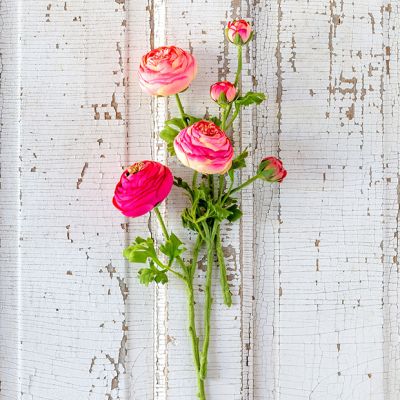 Summer Ranunculus Bundle Set of 3