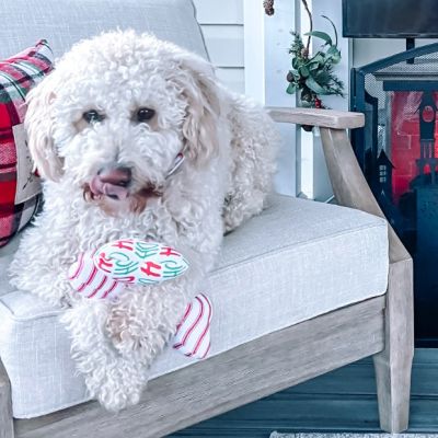 Christmas Dog Treat Toy Set of 12