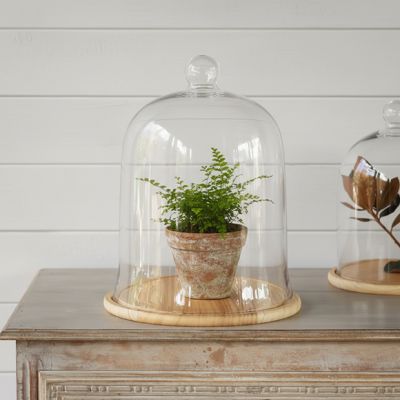 Clear Glass Dome Display With Wooden Base