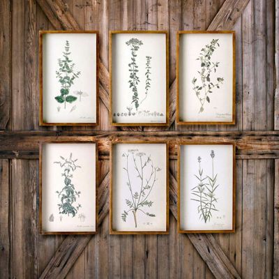 Collected Botanical Prints Set of 6