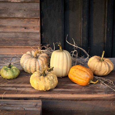 Colorful Pumpkin Harvest Set of 6