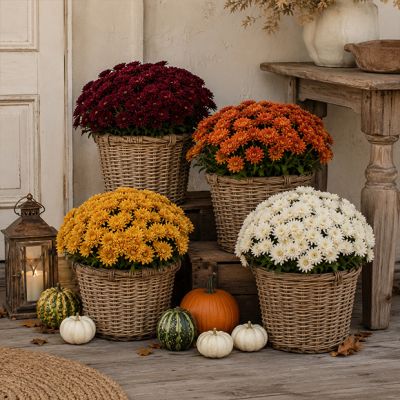 Countryside Harvest Faux Mum Bush