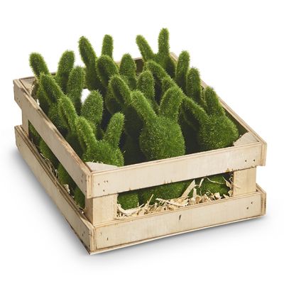 Crate Of Faux Moss Bunnies