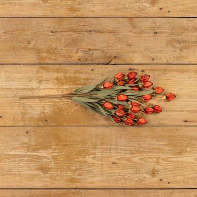 Crimson Harvest Lantern Bush