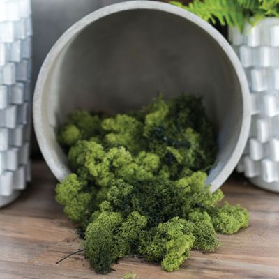 Decorative Reindeer Moss