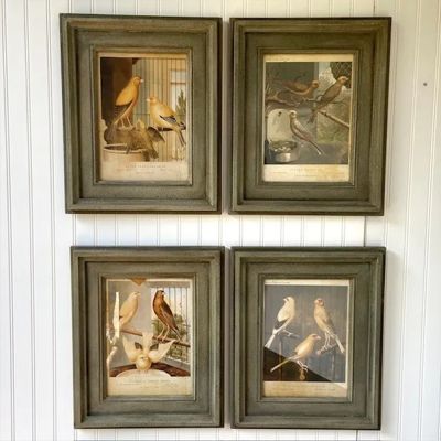 Framed Canary Print Set of 4