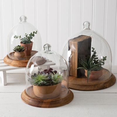 Glass Bell Cloche With Wooden Base