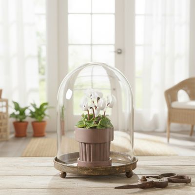 Glass Cloche on Rustic Metal Base