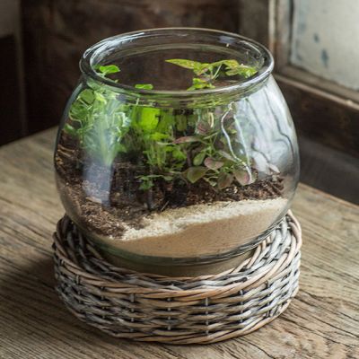 Glass Terrarium Vase On Wicker Base 9 Inch