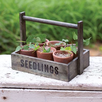 Handled Seedlings Caddy With Terra Cotta Pots