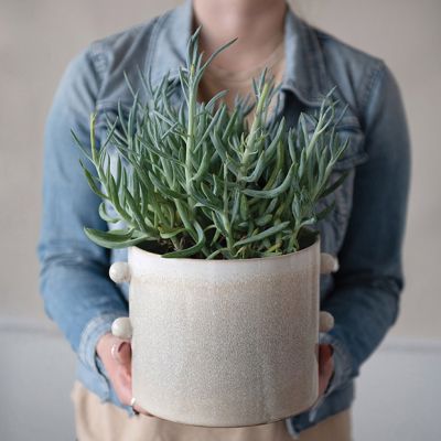 Modish Succulent Planter Pot