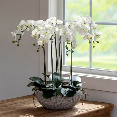 Orchid Plant in Concrete Bowl Arrangement