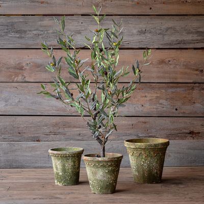 Potted Decorative Turkish Olive Tree