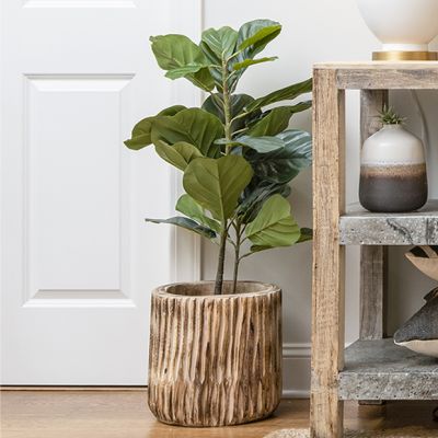 Potted Fiddle Fig Leaf Plant