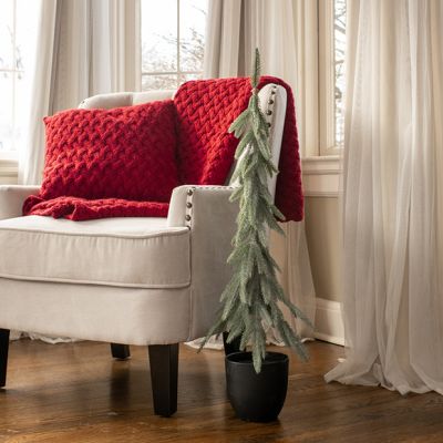 Potted Pencil Tree In Black Pot