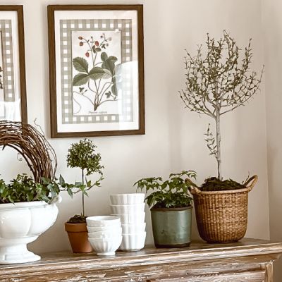 Potted Thyme Topiary