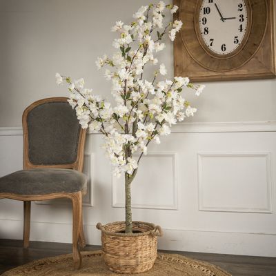 Potted White Cherry Blossom Tree