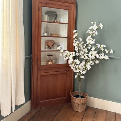Potted White Cherry Blossom Tree