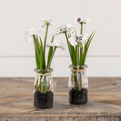 Potted White Spring Flower One of Each