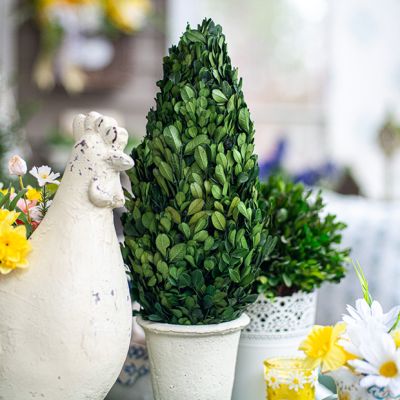 Preserved Boxwood Cone Topiary 17 Inch