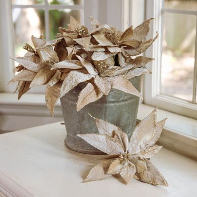 Pretty Pale Poinsettia Stem