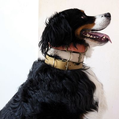Simple Basics Braided Leather Dog Collar Set of 6
