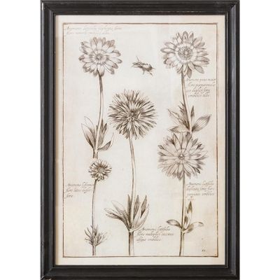 Sketched Anemone Flower Framed Wall Art
