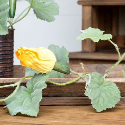 Squash Vine Stem
