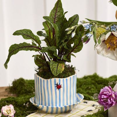 Striped Ceramic Ladybug Pot with Saucer