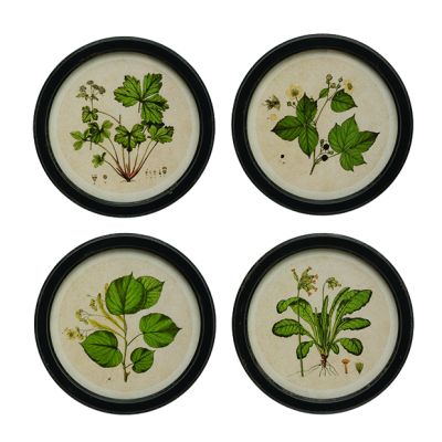 Vintage Reproduction Round Botanical Print Set of 4