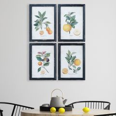 Citrus Botanical Framed Wall Art Set of 4