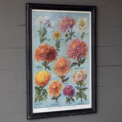 Framed Chrysanthemum Chart